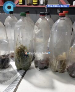 Operação integrada, em Campos Belos-GO, apreende mercadorias impróprias para consumo, arma de fogo e munições