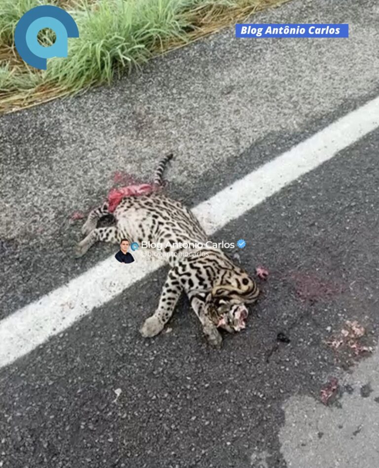Jaguatirica é encontrada morta e com ferimentos às margens da GO-447, em Divinópolis de Goiás