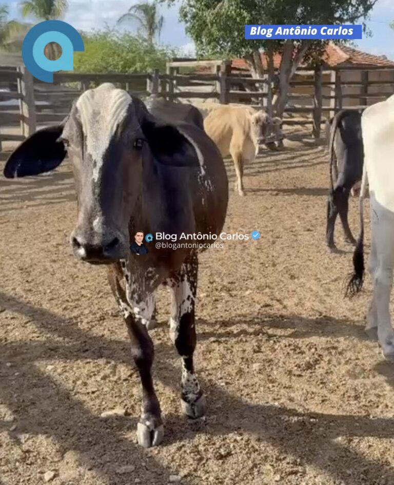 17 vacas são furtadas de fazenda em Simolândia-GO