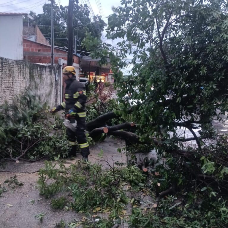 Bombeiros retiram árvore caída que bloqueava rua no Setor dos Funcionários, em Posse-GO