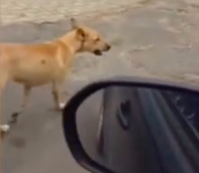 Família de Campos Belos-GO é “adotada” por gangue de caramelos durante passeio na prainha de Porto Nacional