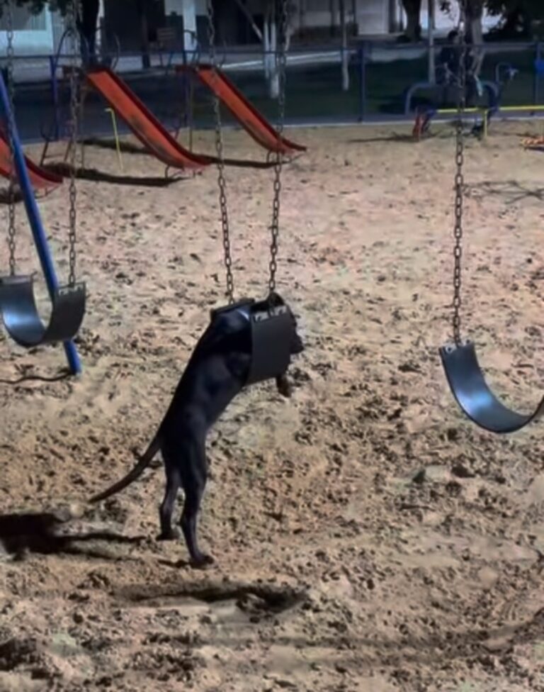 Cachorrinho chama atenção ao brincar em balanço de parquinho de praça, em Posse-GO
