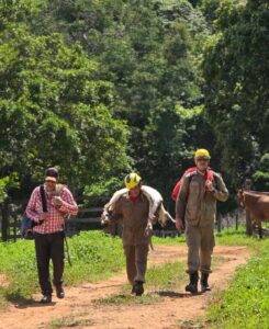 Bombeiros resgatam bode preso há cinco dias em despenhadeiro próximo ao Parque Terra Ronca, em São Domingos-GO