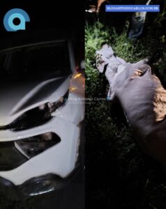 Motorista colide com novilha solta na GO-112 entre Nova Roma e Iaciara-GO