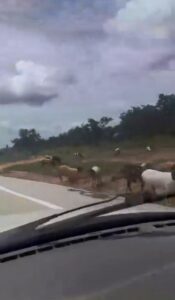 Alerta aos motoristas: Ovelhas são flagradas às margens da GO-108, próximo ao Parque Terra Ronca, em Guarani de Goiás
