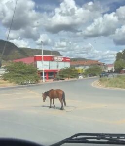 Cavalo solto na BR-020 acende alerta para risco de acidentes em Alvorada do Norte-GO