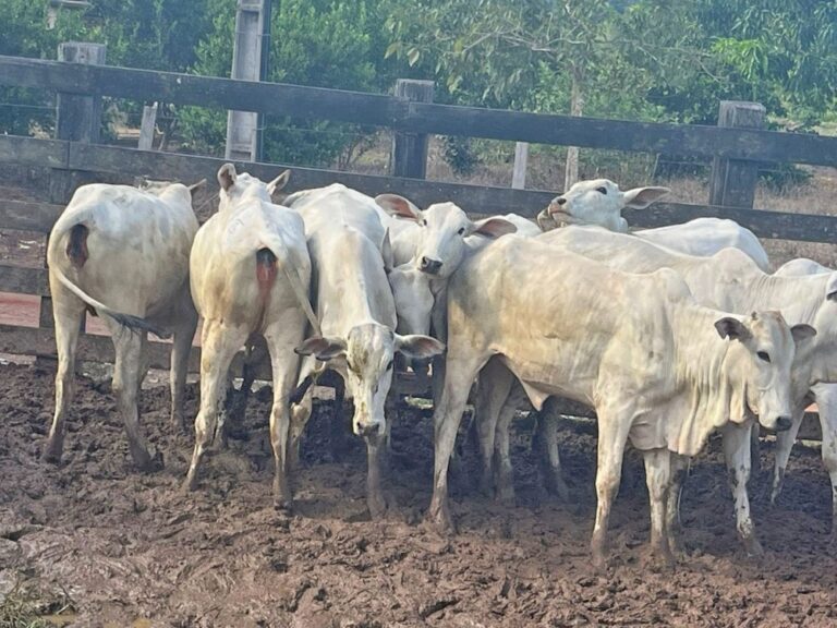 Polícia localiza sete cabeças de gado durante investigação de furto em propriedade rural de Nova Roma-GO