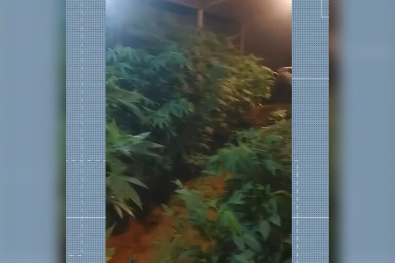 Irmãos são presos com 600 pés de maconha em fazenda de Alto Paraíso de Goiás