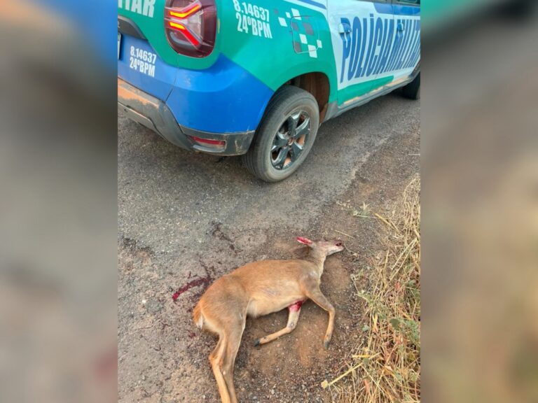 Veado invade pista e é atingido por viatura da PM na GO-112, em Nova Roma-GO