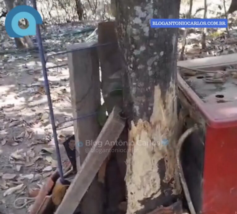 Morador relata prejuízos causados por capivaras em propriedade rural de Nova Roma-GO