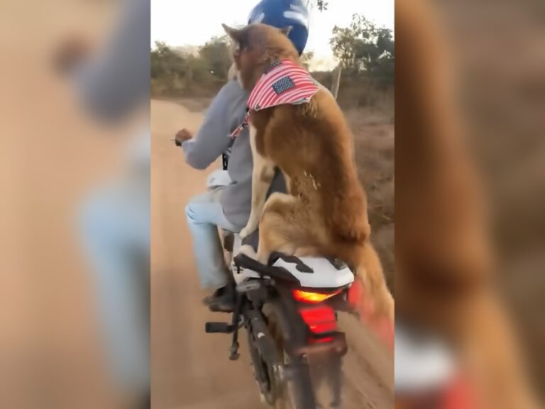Cachorro ‘pega carona’ em moto e aproveita passeio tranquilo na zona rural de Iaciara-GO