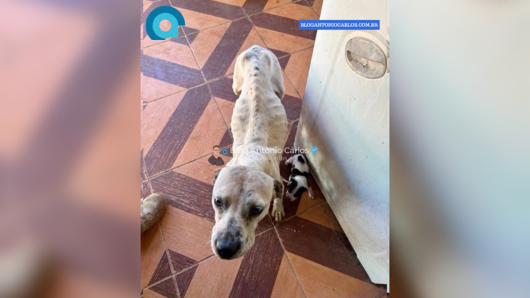 Cadela e oito filhotes são resgatados de situação de maus-tratos em Alto Paraíso de Goiás
