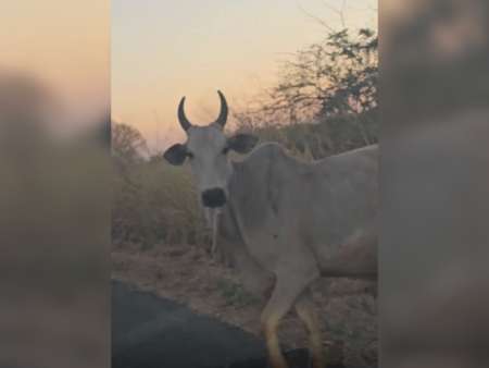 Animal solto na GO-112 exige atenção redobrada entre Iaciara e Nova Roma