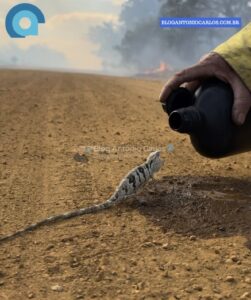 Imagem do dia: brigadista dá água a lagarto durante incêndio no Parque Estadual de Terra Ronca