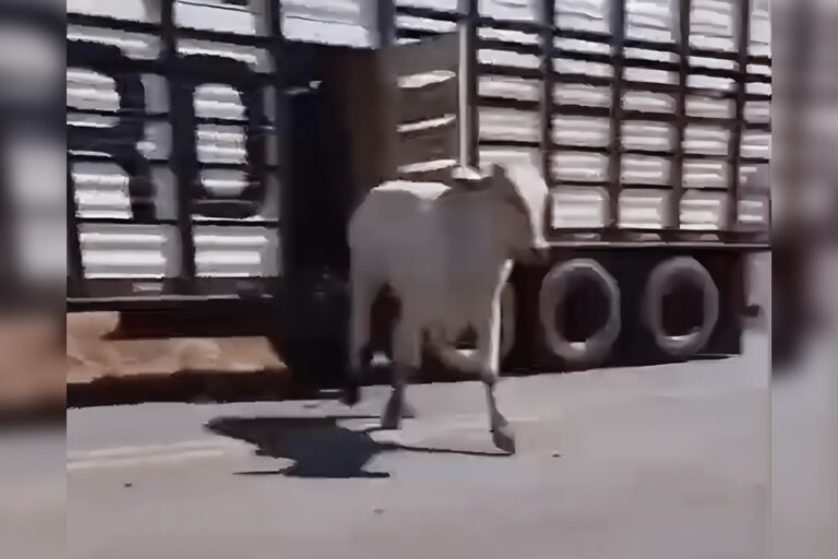 Motorista abre compartimento de caminhão em chamas e salva animais na GO-118, entre Campos Belos e Monte Alegre de Goiás