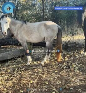Cavalo avaliado em R$ 3 mil desaparece de propriedade rural em Posse-GO