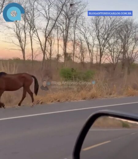 Perigo: cavalos soltos na GO-110 preocupam motoristas na zona rural de São Domingos-GO