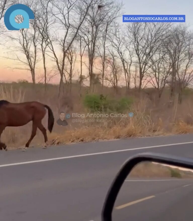 Perigo: cavalos soltos na GO-110 preocupam motoristas na zona rural de São Domingos-GO