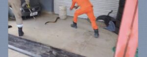 Bombeiros resgatam cobra escondida no motor de carro em Alvorada do Norte-GO
