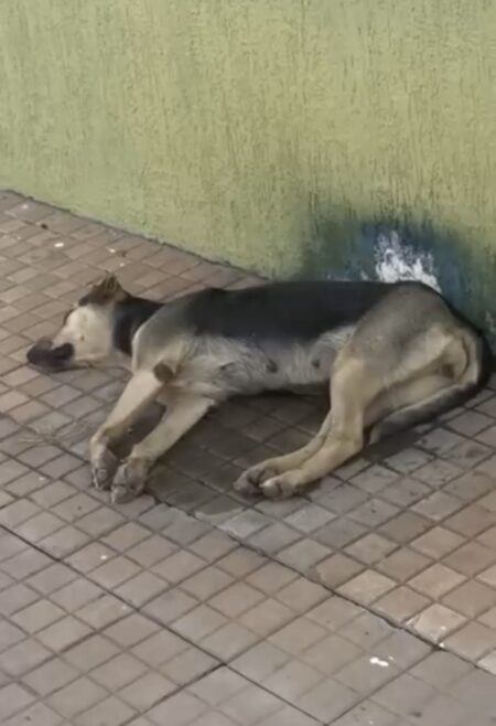 Cachorro busca alívio do calor em pingos de ar-condicionado, em Monte Alegre de Goiás
